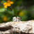 Art Deco Two Tone Gold Vermeil Sterling Silver CZ Wide Band Ring 5-9